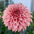Dahlia KA’s® Coral Sea