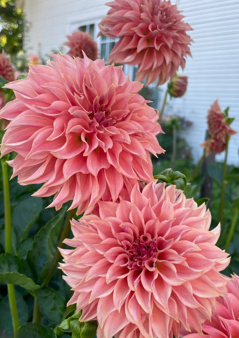Dahlia KA’s® Coral Sea