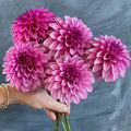 Dahlia KA's® Dinah Flo