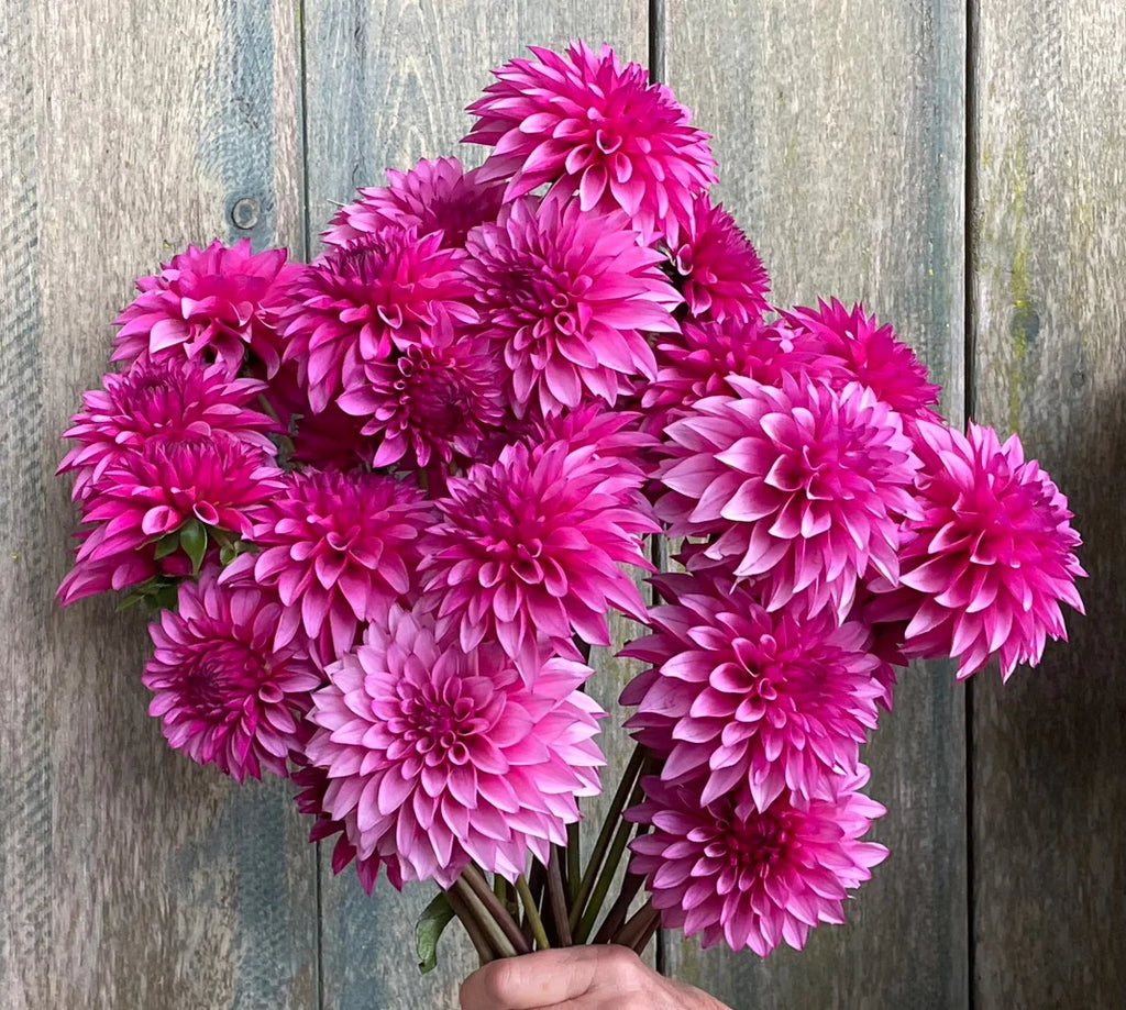 Dahlia KA's® Dinah Flo