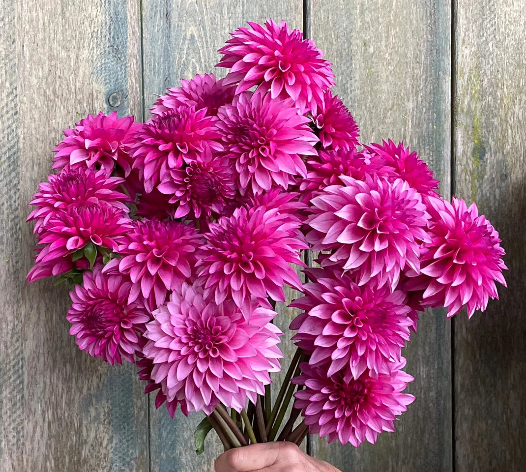Dahlia KA's® Dinah Flo