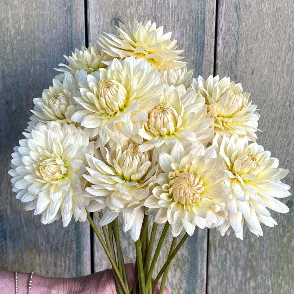 Dahlia KA's® Linen