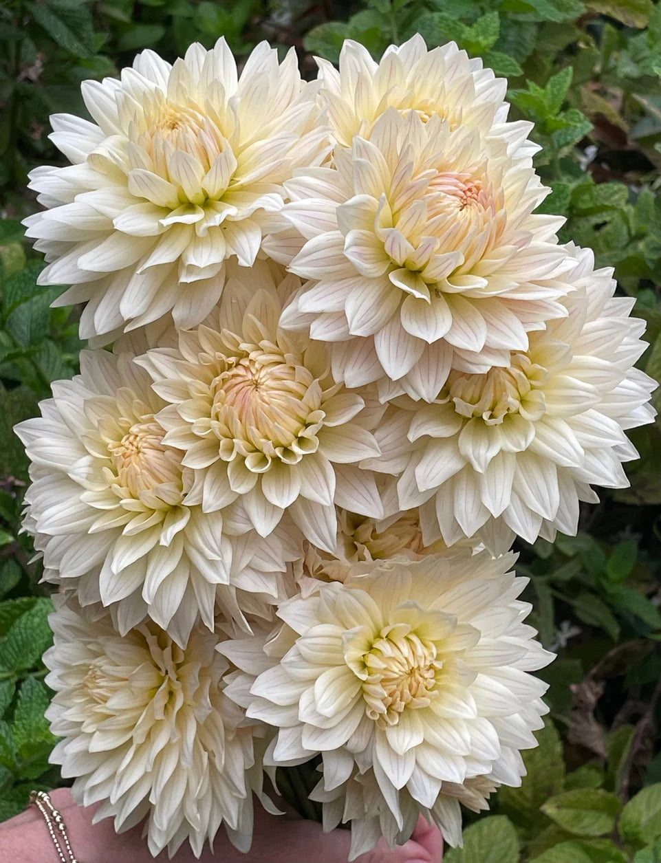 Dahlia KA's® Linen