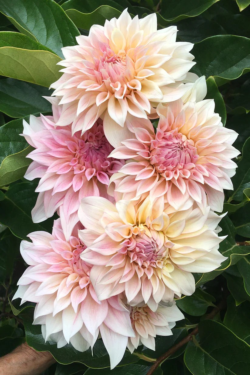 Dahlia KA’s® Mocha Maya