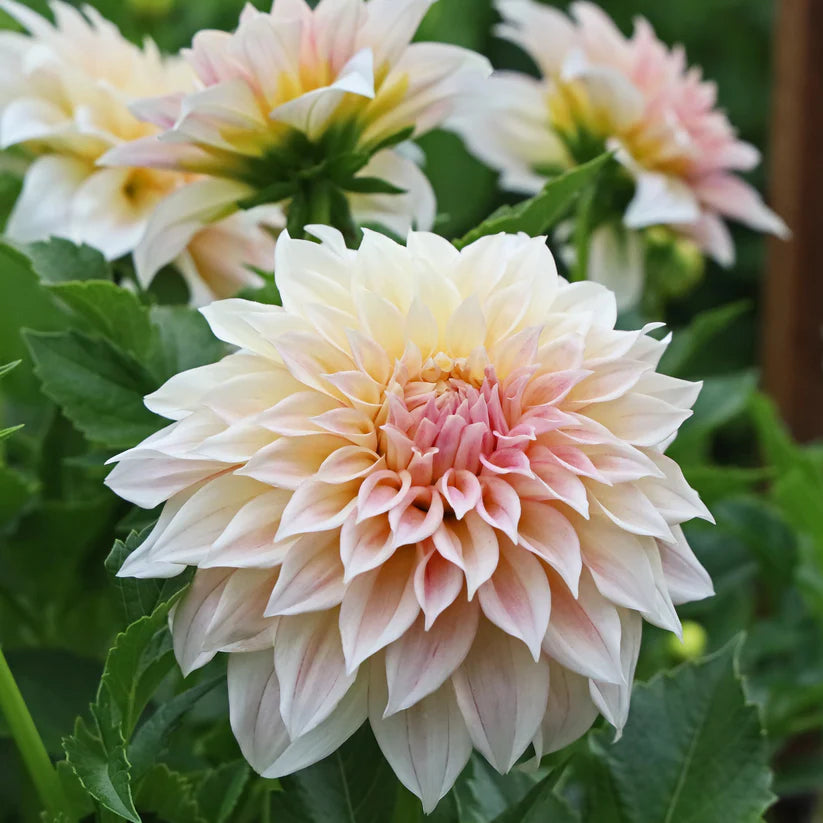 Dahlia KA’s® Mocha Maya