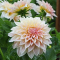 Dahlia KA’s® Mocha Maya