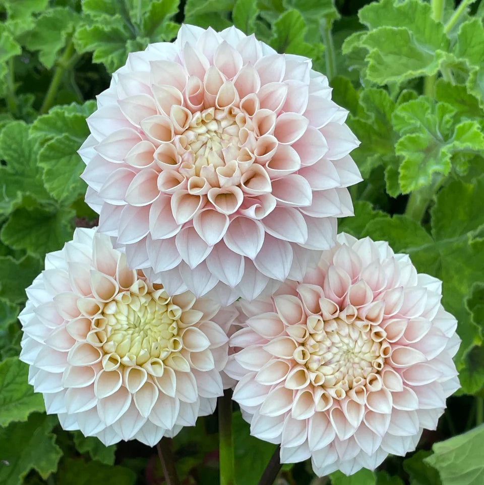Dahlia KA's® Opal Cliff
