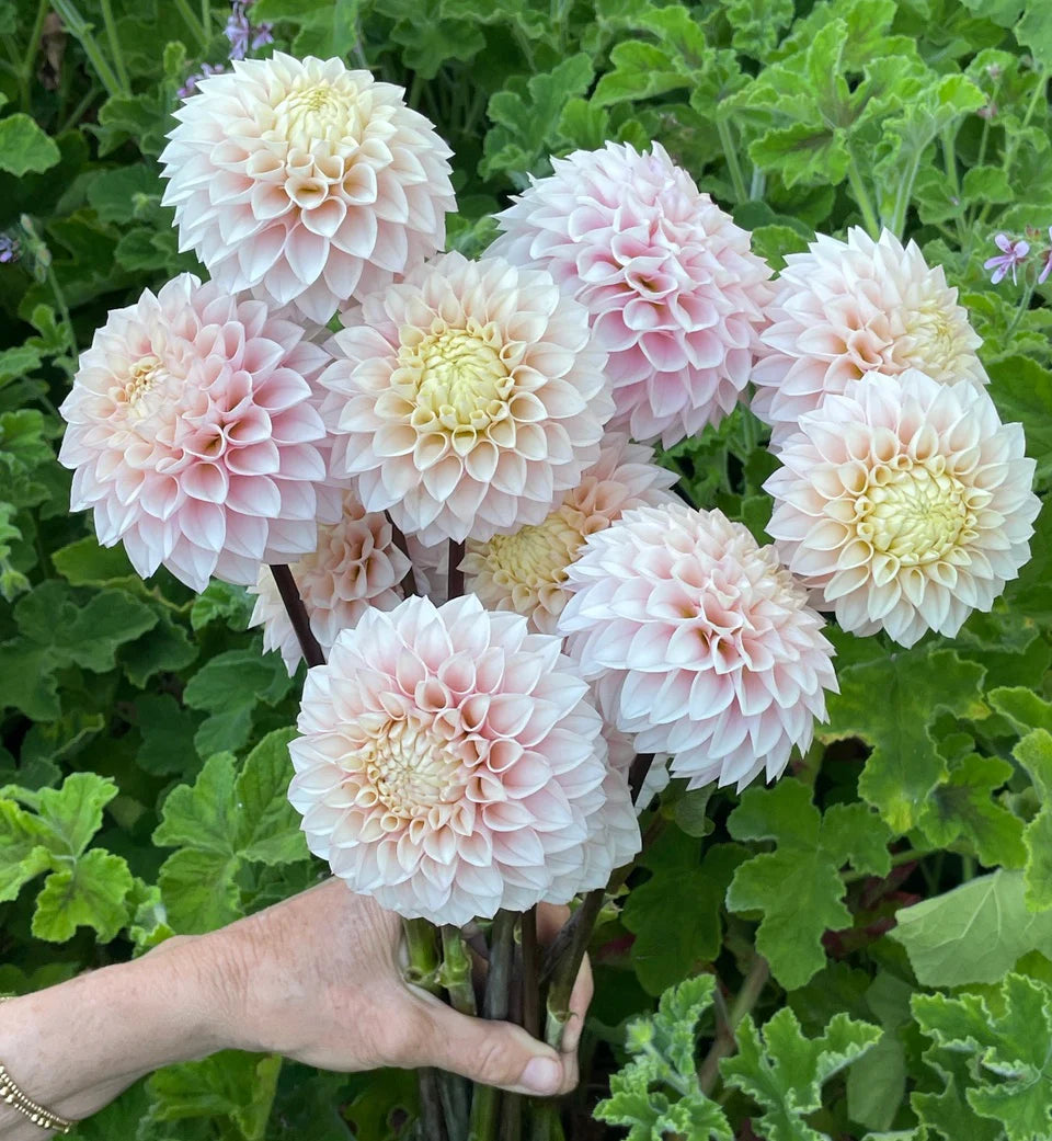 Dahlia KA's® Opal Cliff