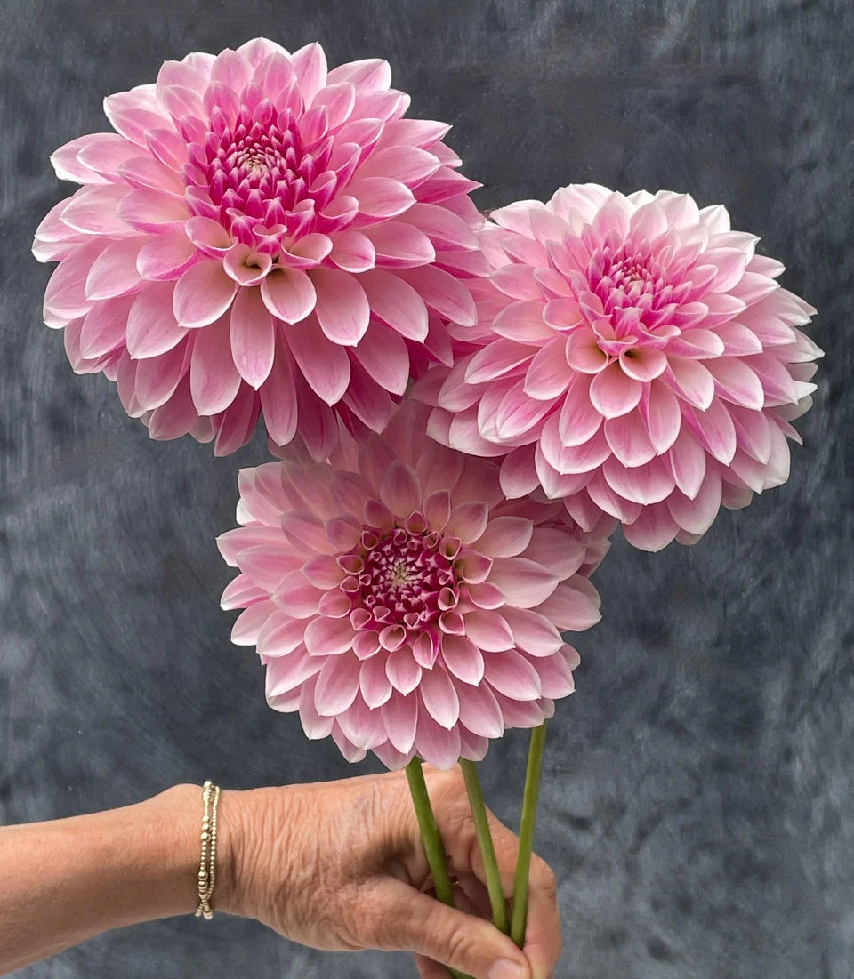 Dahlia KA's® Rose Quartz