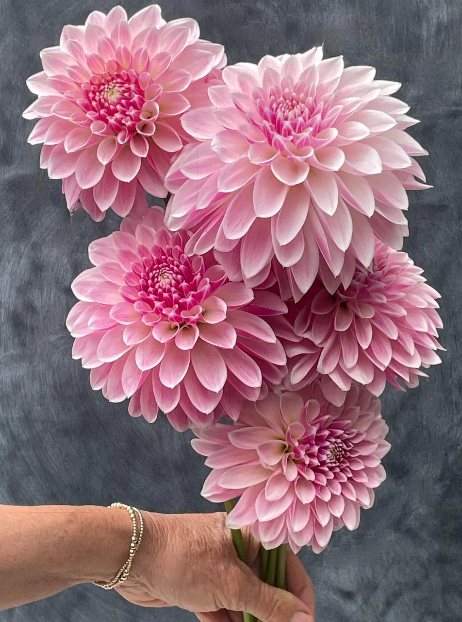 Dahlia KA's® Rose Quartz