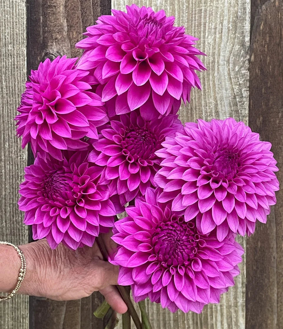 Dahlia KA's® Tiny E