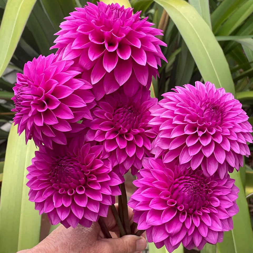 Dahlia KA's® Tiny E