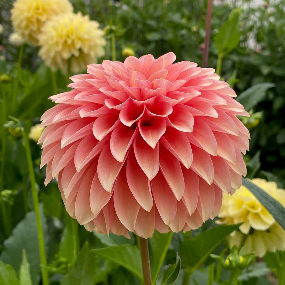 Dahlia KA's® Whisper