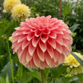 Dahlia KA's® Whisper