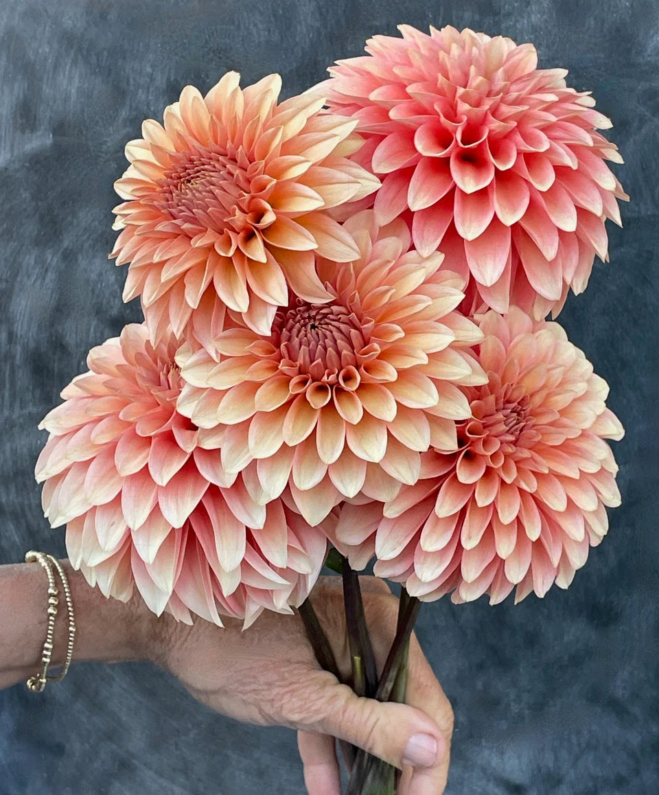 Dahlia KA's® Whisper