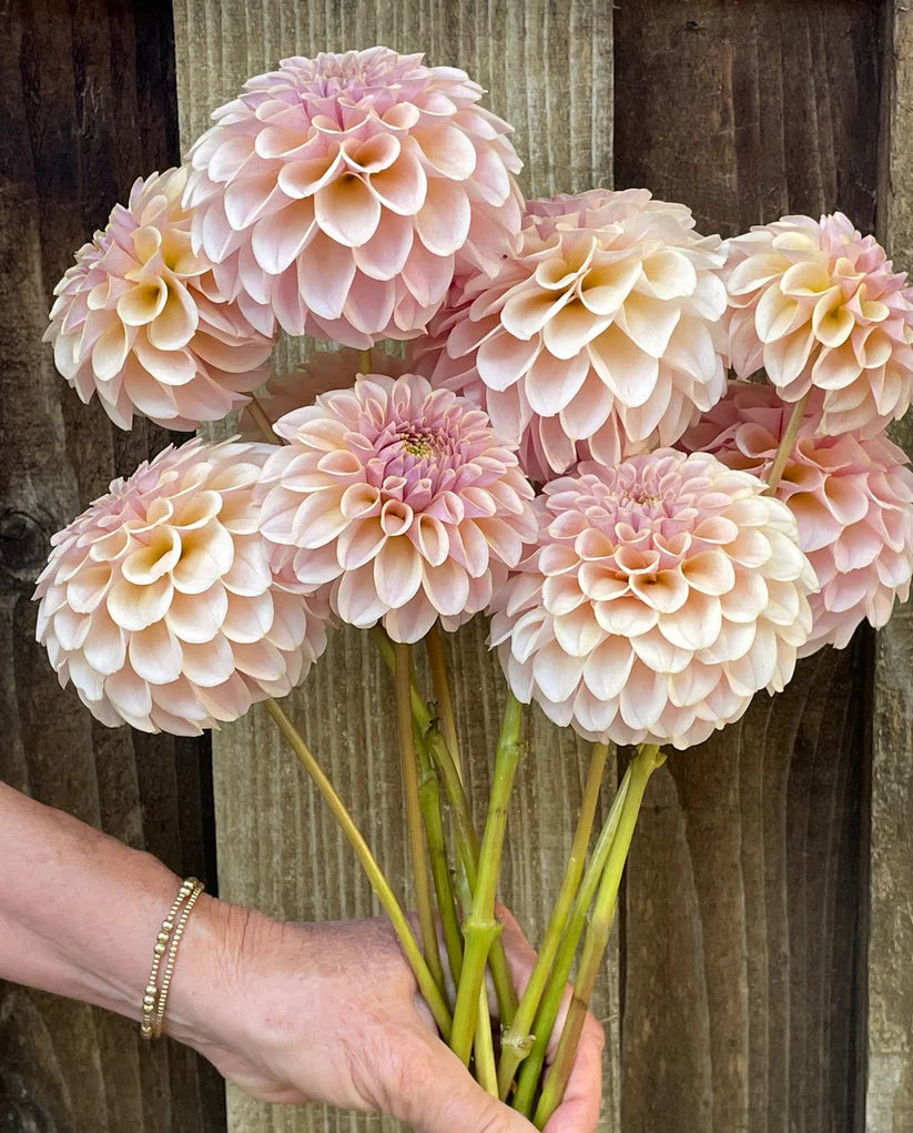 Dahlia KA’s® Cinder Rose