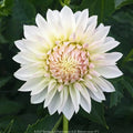 Dahlia KA's® Snow Jo