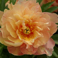 Staude - Paeonia Itoh Singing in the rain