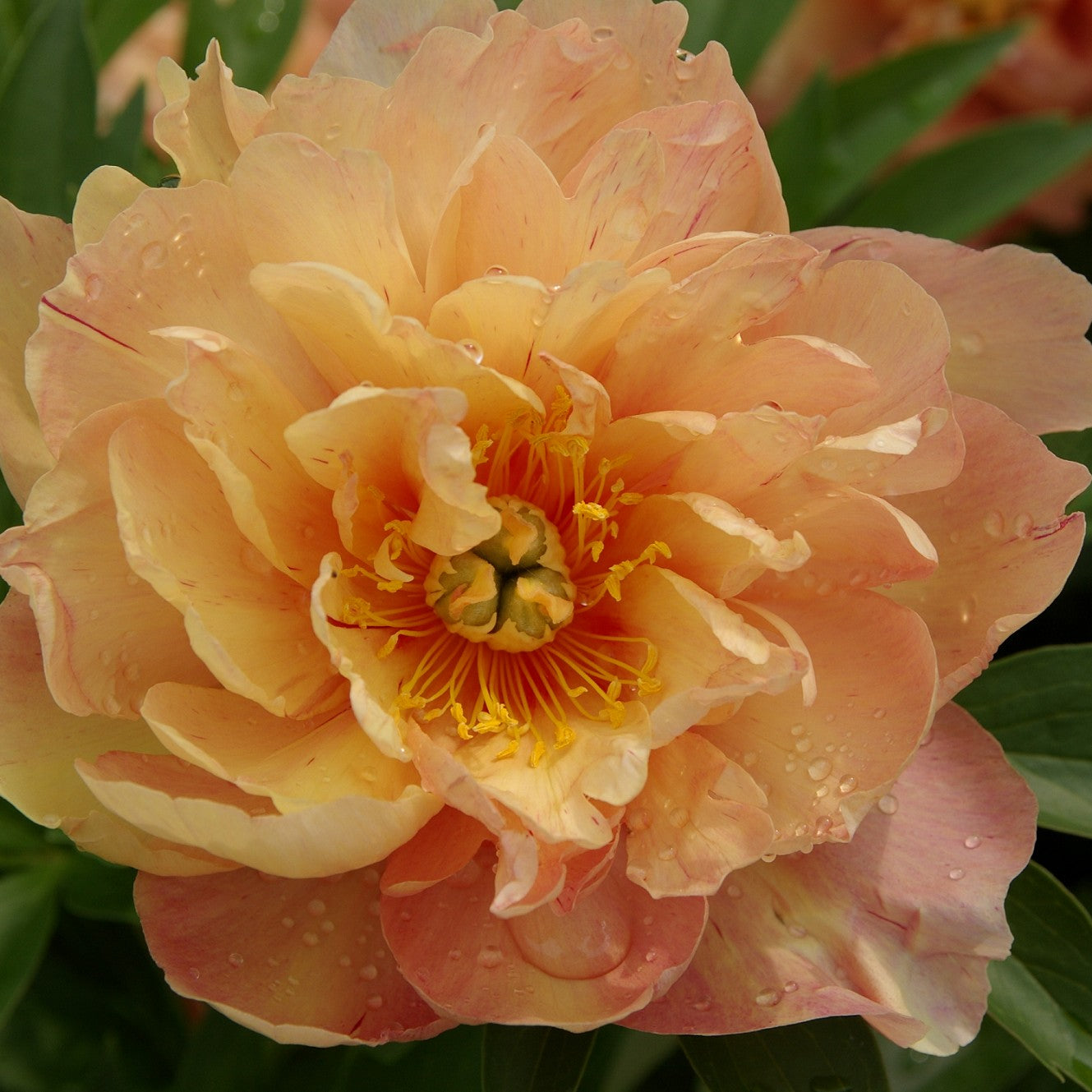 Staude - Paeonia Itoh Singing in the rain