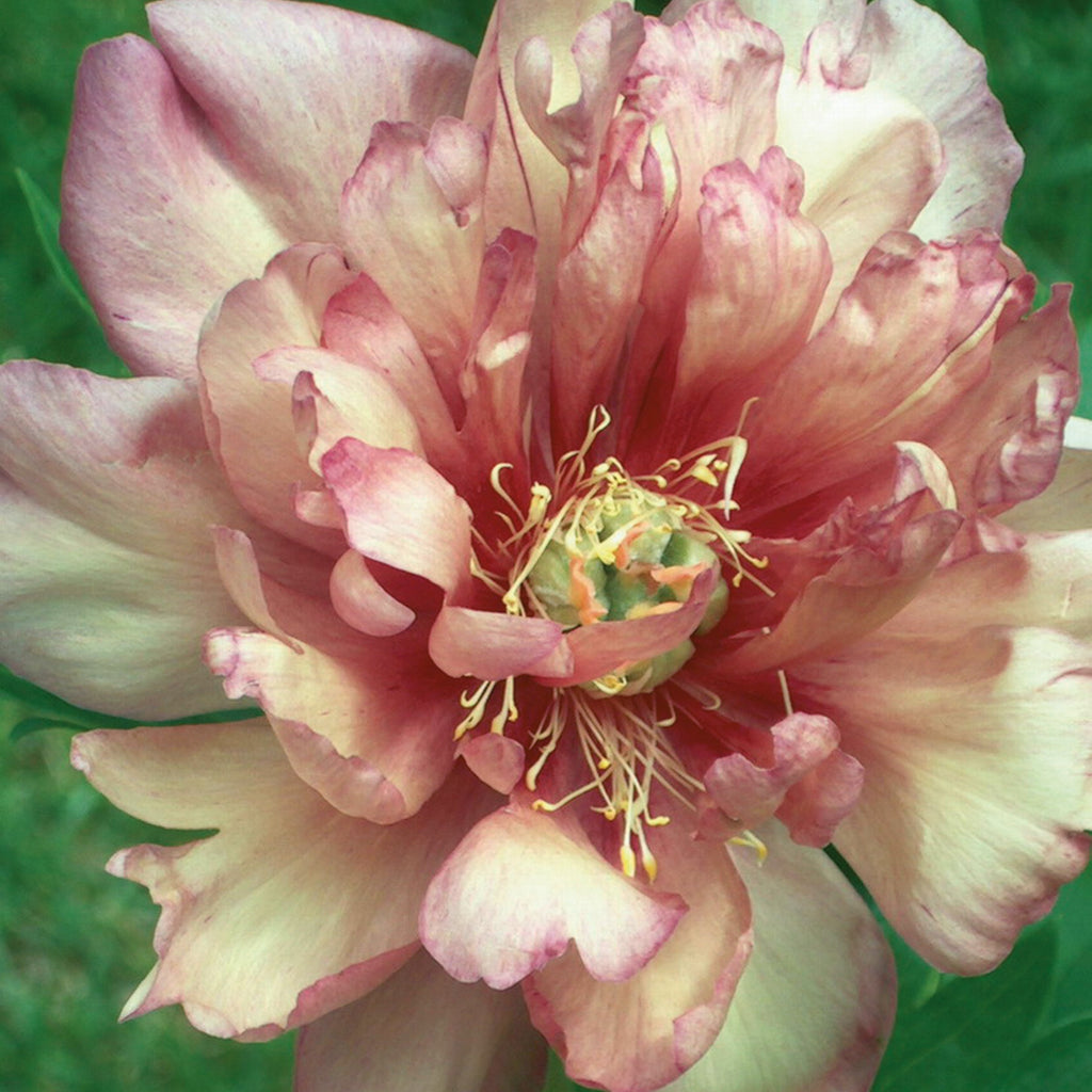 Staude - Paeonia Itoh Julia Rose