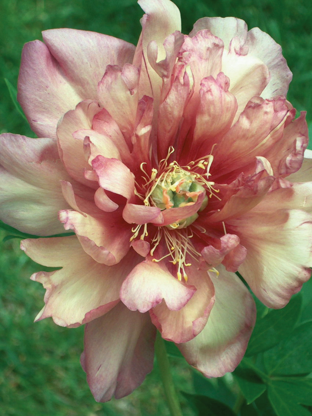 Staude - Paeonia Itoh Julia Rose