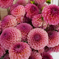Dahlia RM Berry Kiss