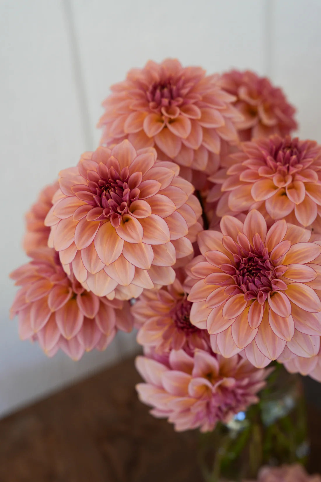 Dahlia RM Mirage