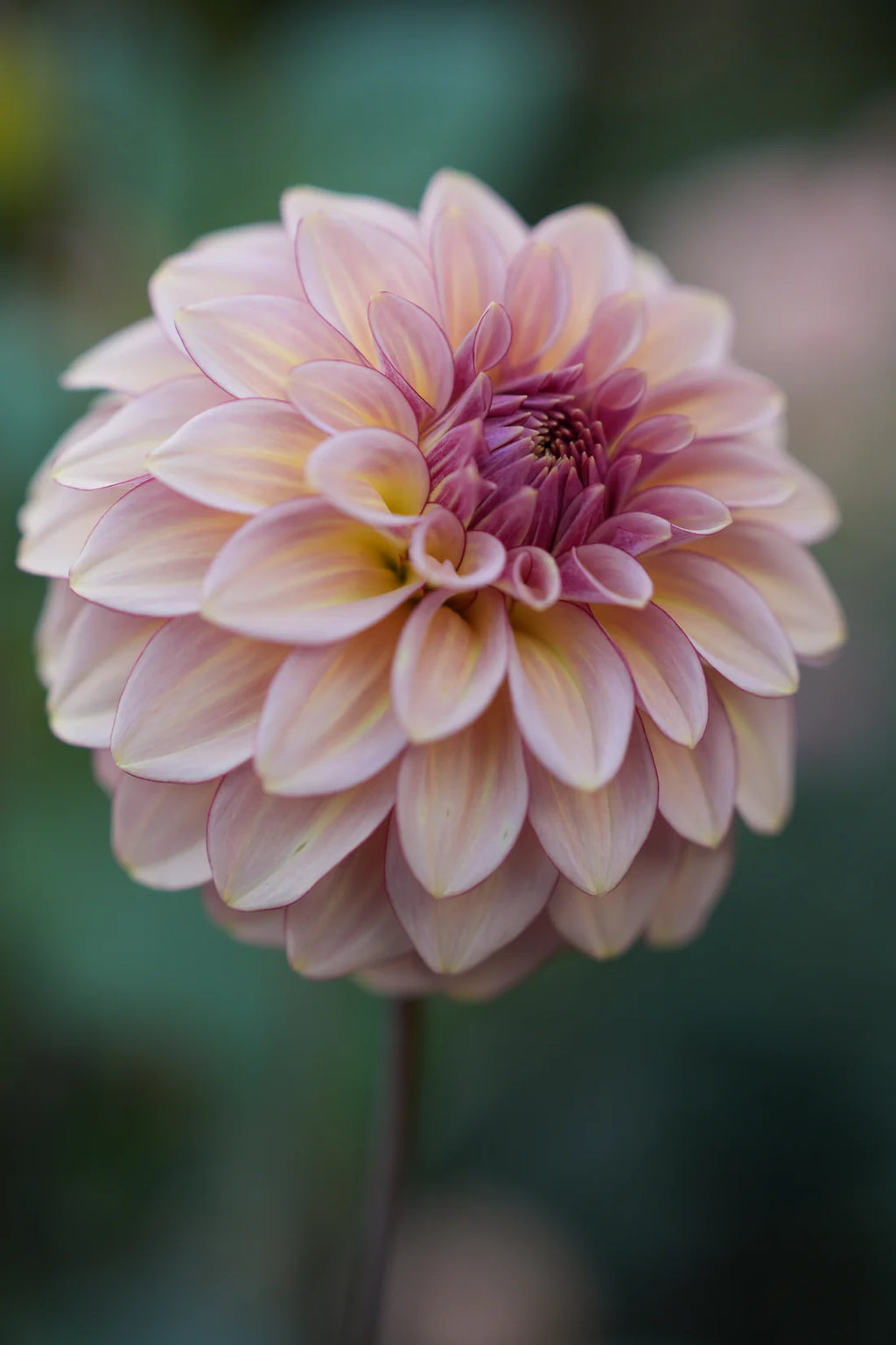 Dahlia RM Mirage