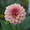 Dahlia RM Mirage