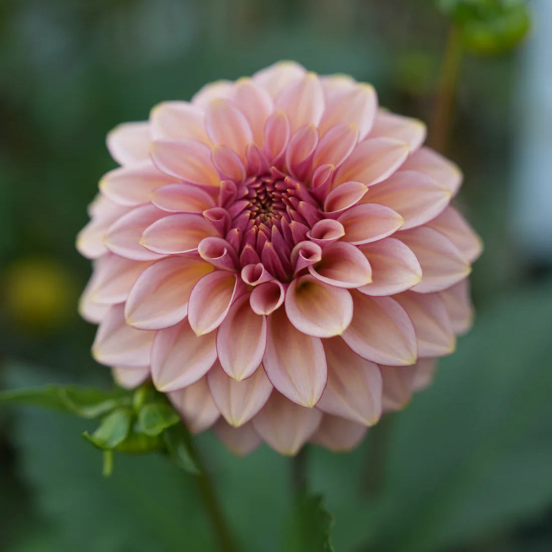 Dahlia RM Mirage