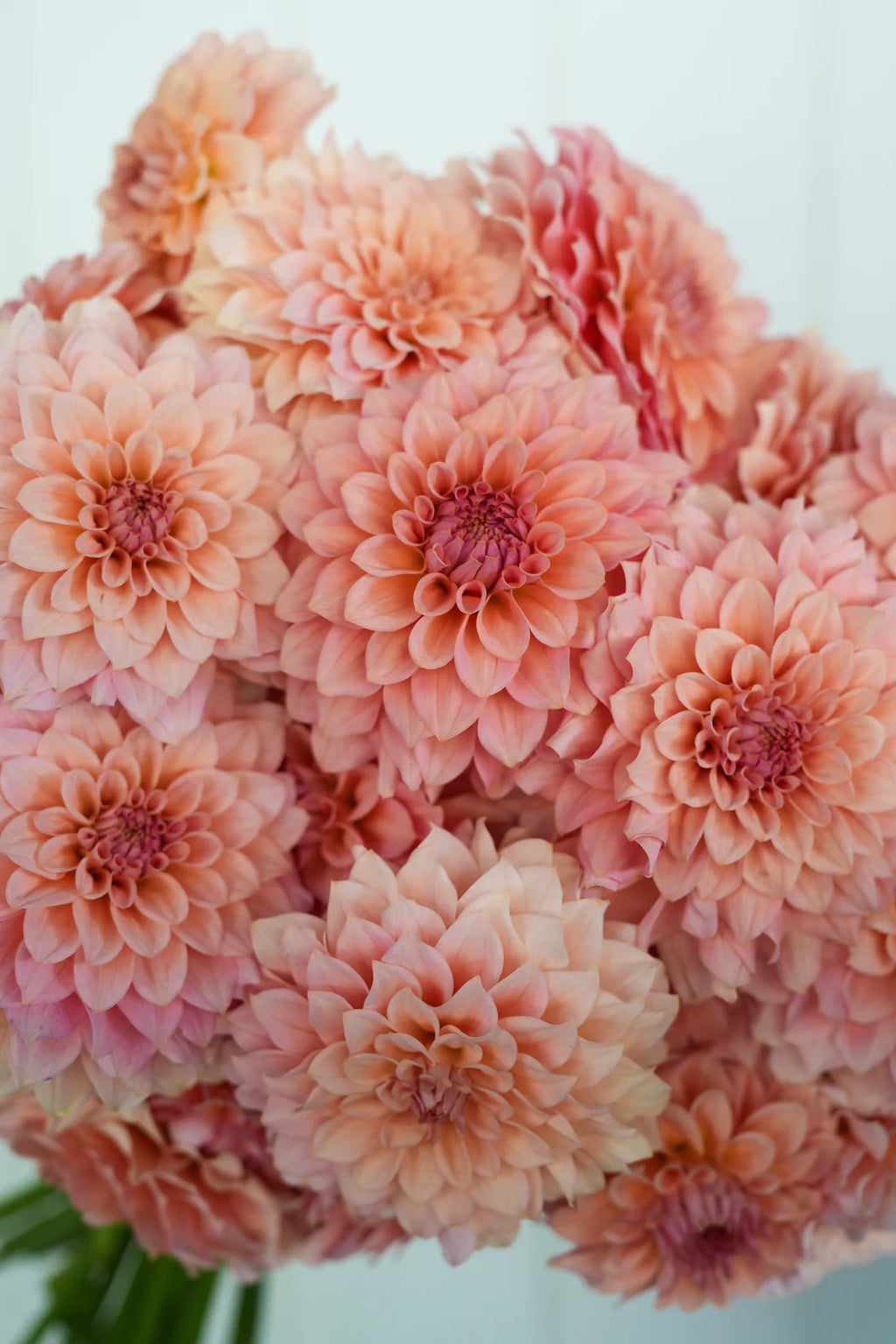 Dahlia RM Peachy Pink