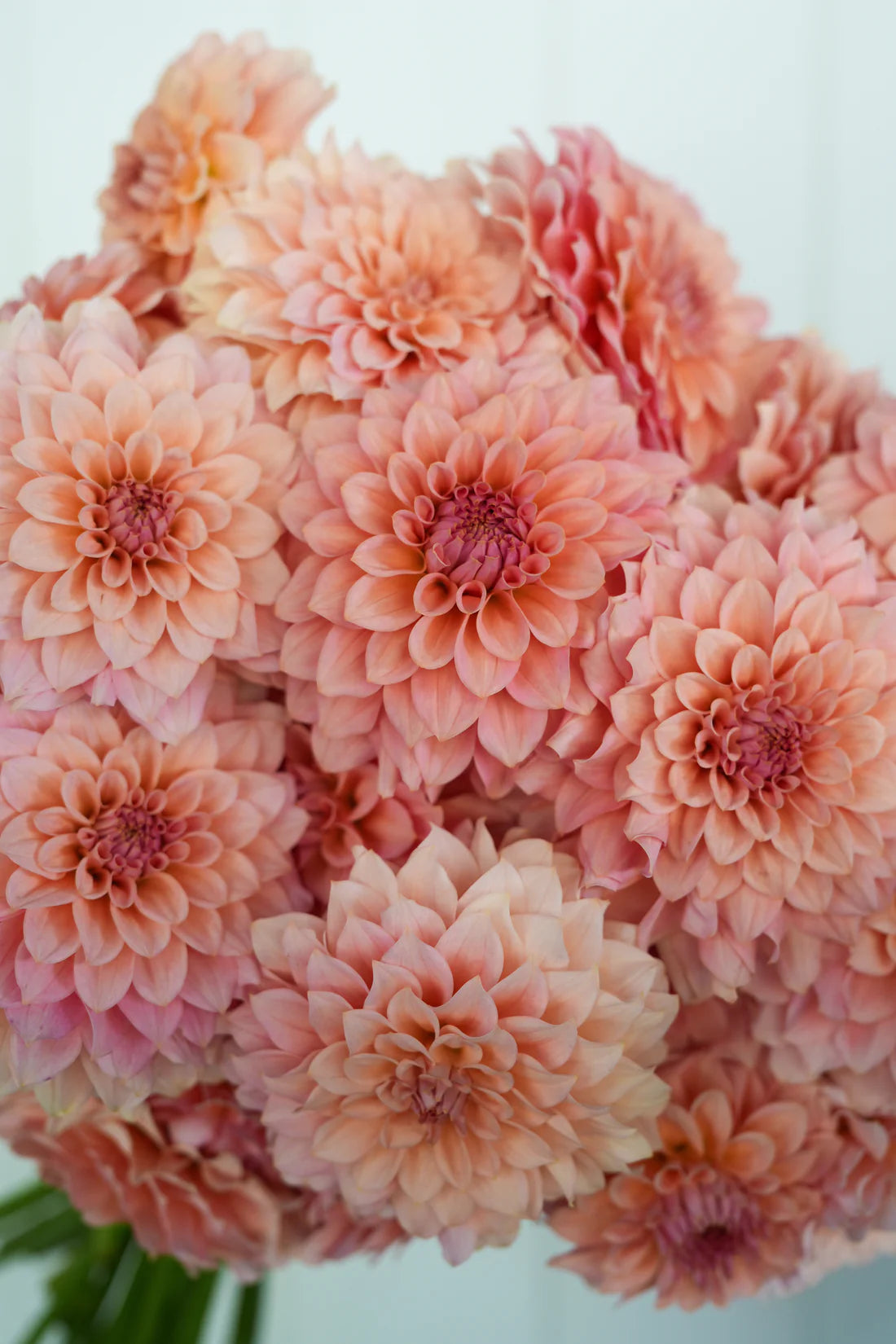 Dahlia RM Peachy Pink