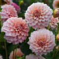 Dahlia RM Peachy Pink