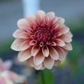 Dahlia RM Rose Gold