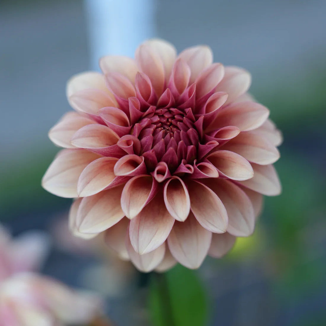 Dahlia RM Rose Gold
