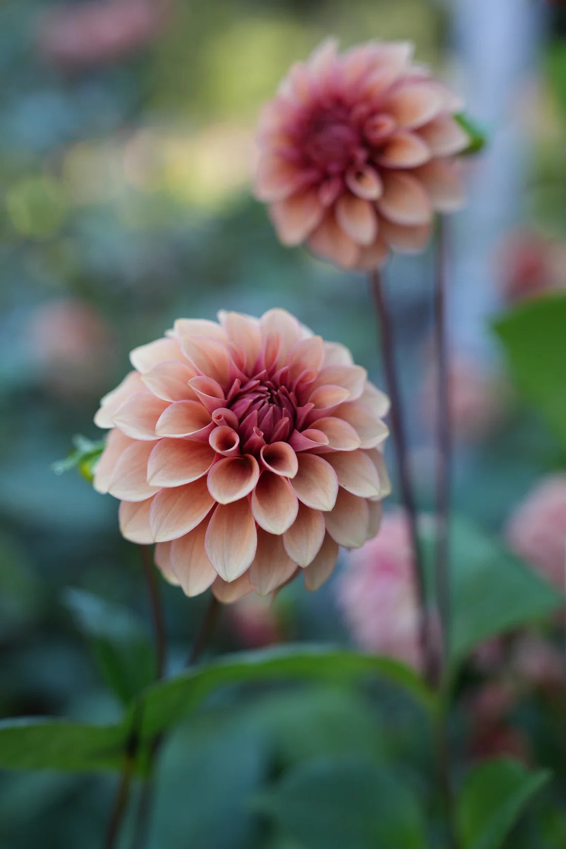Dahlia RM Rose Gold