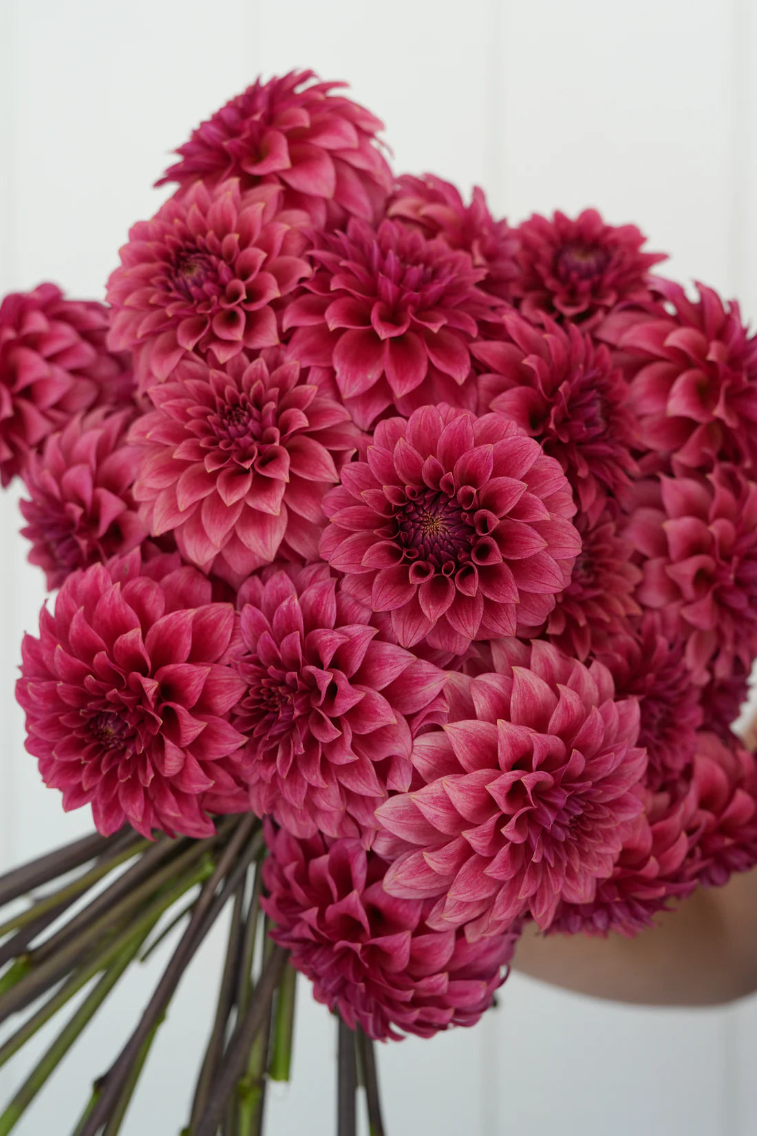 Dahlia RM Smokeshow