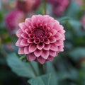 Dahlia RM Smokeshow