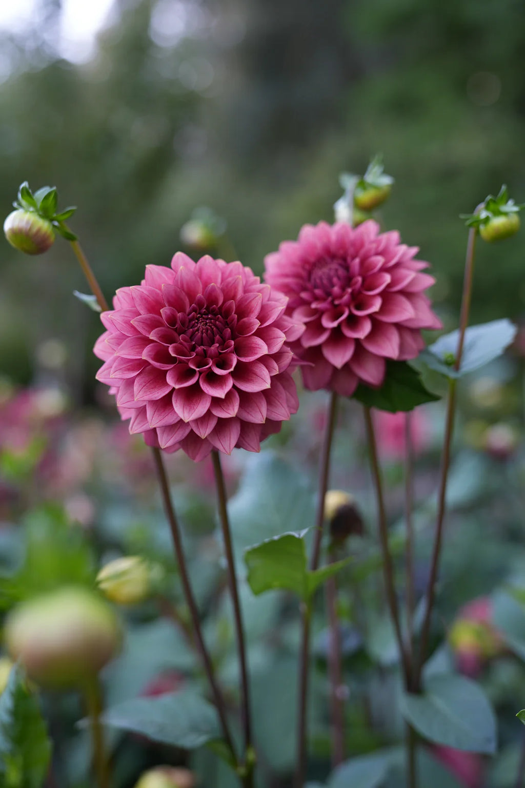 Dahlia RM Smokeshow
