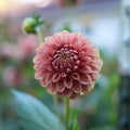 Dahlia RM Copper Shimmer