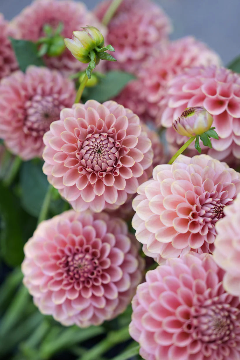 Dahlia RM Copper Shimmer