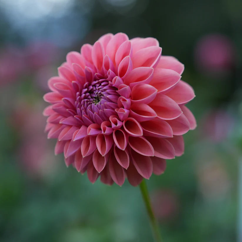 Dahlia RM Illusion