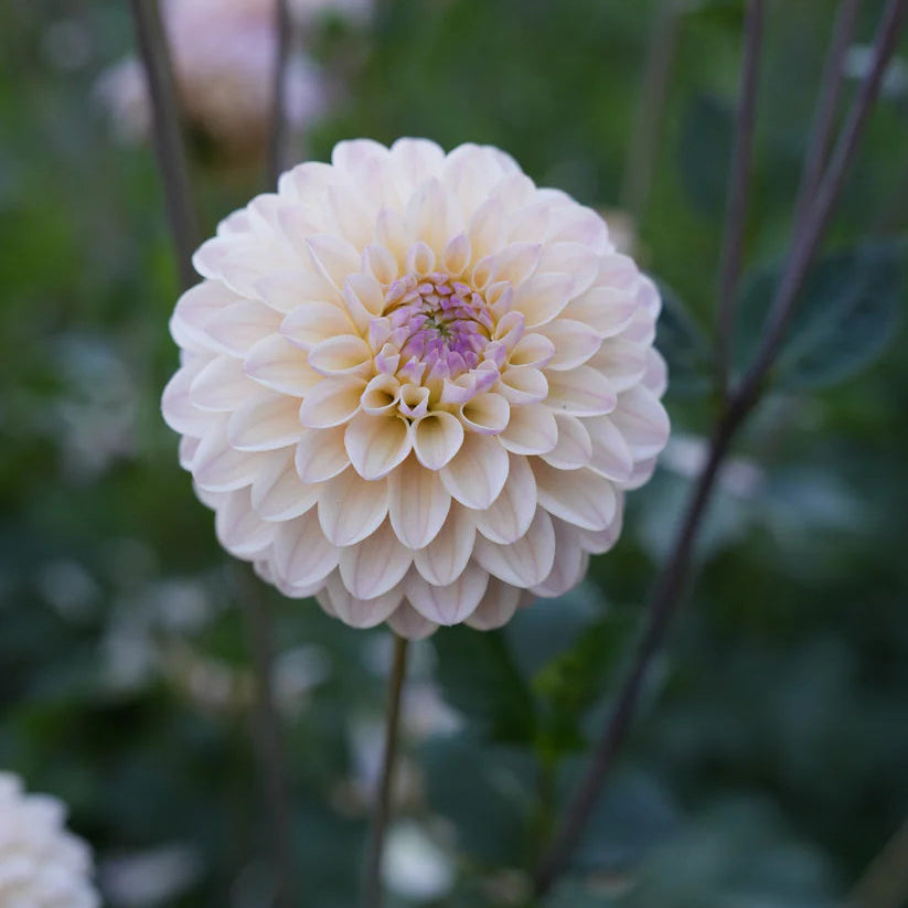 Dahlia RM Karoline