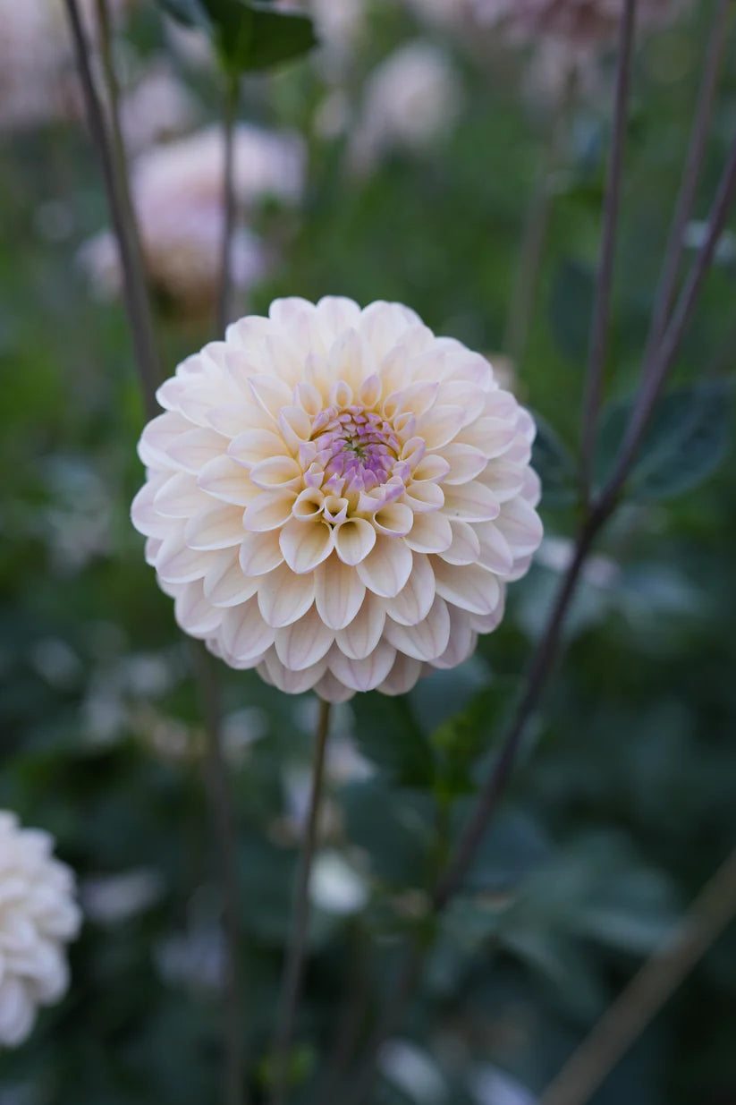 Dahlia RM Karoline