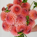 Dahlia RM Lure