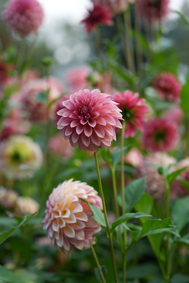 RM Raspberry Twinkle