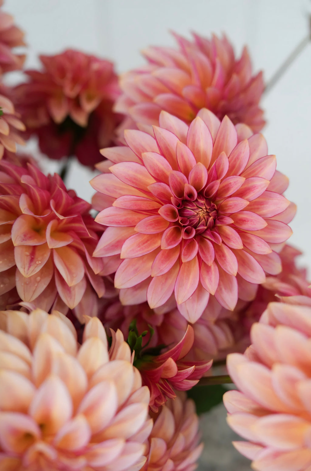 RM Raspberry Twinkle