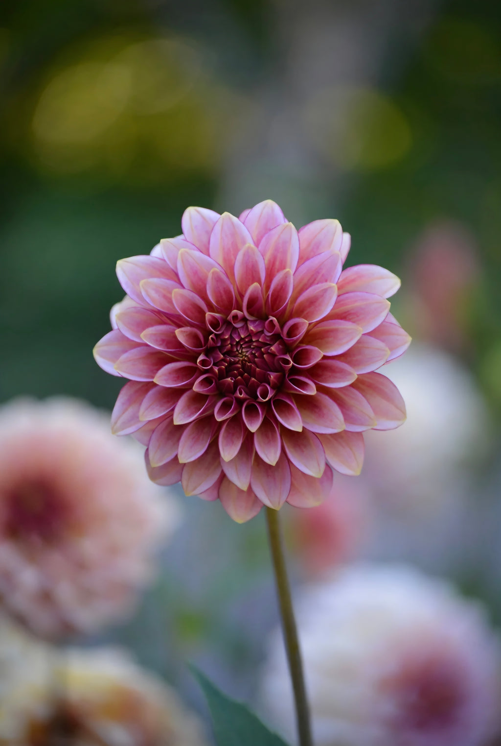 RM Raspberry Twinkle