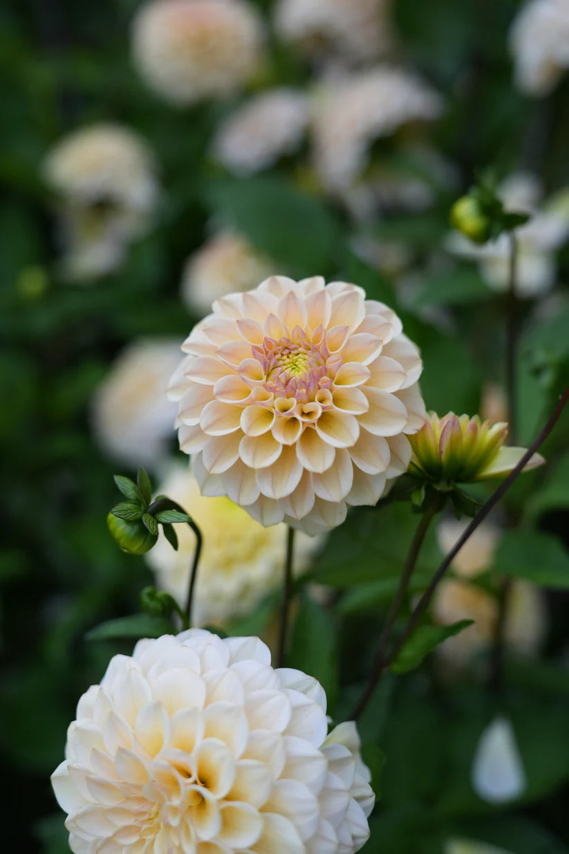 Dahlia RM Shifty