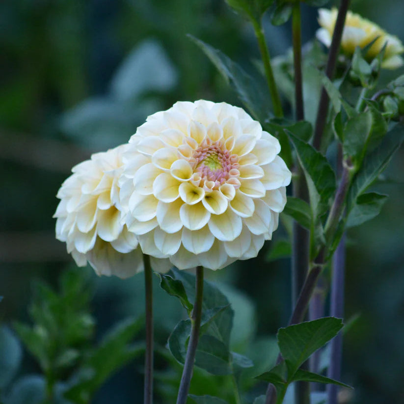 Dahlia RM Shifty
